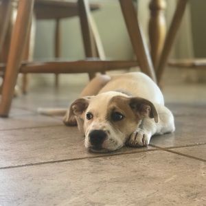 Meet your Posher, Ava